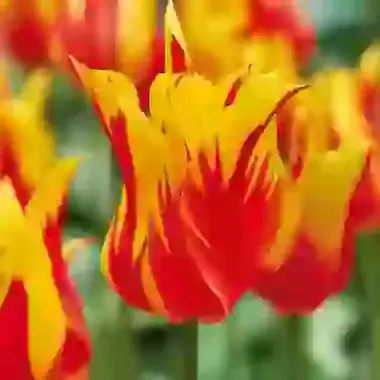Fire Wings